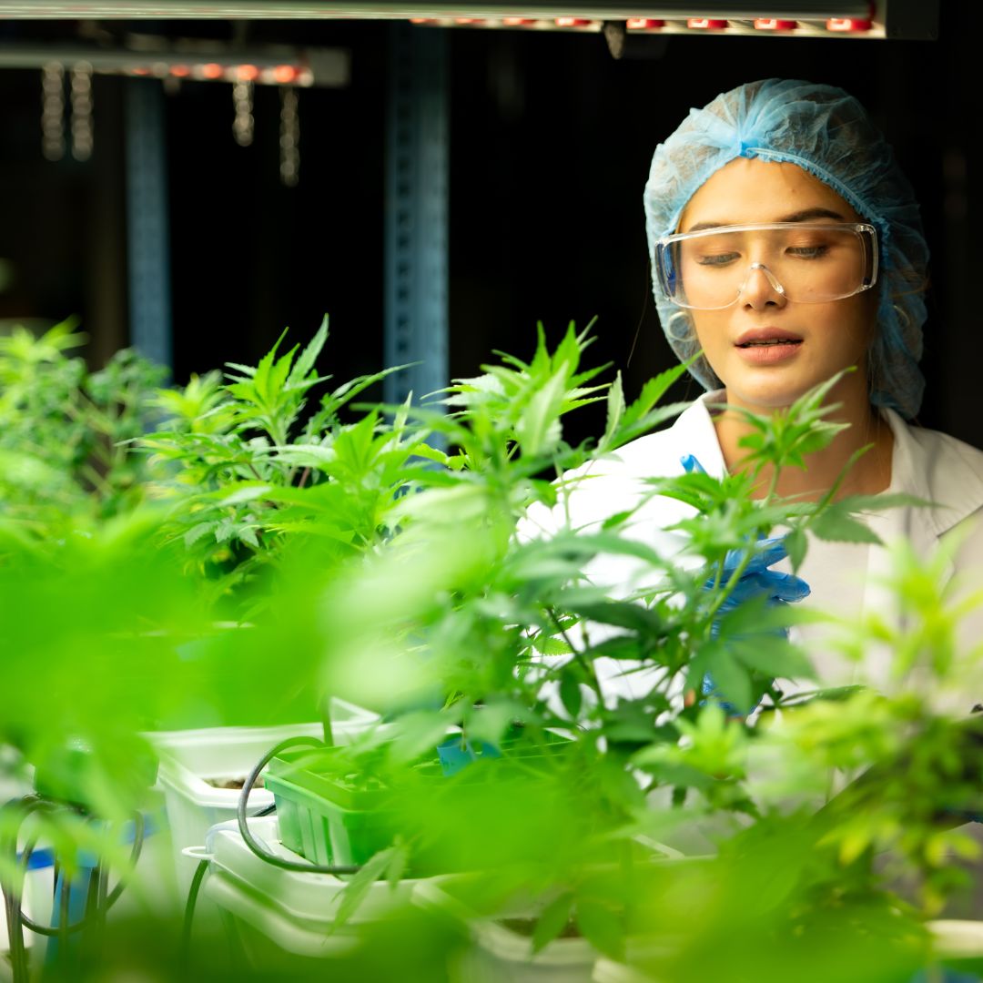 grower with marijuana plants
